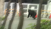 Japonya'da şehre inen ayı korku saçtı: 4 yaralı
