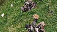 Çuvala koyup dereye attıkları 20 köpek yavrusu telef oldu