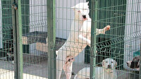 Tehlikeli ırklar arasında yer alıyorlar: Bu köpekleri beslemenin cezası 11 bin lira