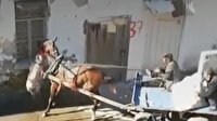 Adana'da başıboş gezen pitbull saldırdığı atı yaraladı