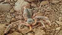 Hakkari’nin yeni keşfedilen böğü türü böceği: Galeodes hakkariensis