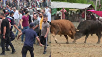 Artvin'de iki yılın ardından festival başladı: Boğalar arenada sahipleri tribünde kapıştı