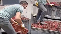 Meyve suyu tesisi ürün toplama merkezinde mide bulandırıcı görüntü: Vişneleri ayakkabısıyla ezdi