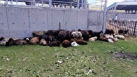 'Çalındı' diye ihbar etti olay çok farklı çıktı