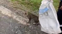 Çuvala koyulup ölüme terk edilen kedi kurtarıldı