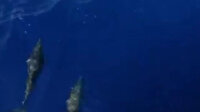 Akdeniz açıklarında balıkçı teknesine eşlik eden yunuslar renkli görüntü oluşturdu