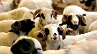 Kurbanlık fiyatları açıklandı: 1300'den başlayıp 35 bin liraya kadar çıkıyor
