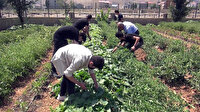 'Okul bostan'da yetiştirilen sebzeler dar gelirli ailelere dağıtıldı