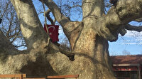 İki imparatorluk battı, o çınar ağacı hala dimdik ayakta