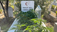 Anneanne ve dedesinin mezarına kenevir ekti