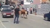 Zonguldak'ta kurban pazarından kaçan dana trafiği birbirine kattı