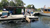 Kasımpaşa'dan denize atlayan kurbanlık Balat sahiline kadar yüzdü