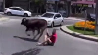 Kaçan danayı kuyruğundan tutan kişi metrelerce sürüklendi