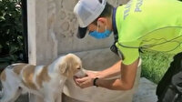 Trafik polisinin susayan köpeğe elleriyle su içirdiği görüntüler yürekleri ısıttı