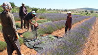 Lavanta hasadı başladı