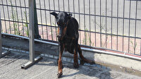 Doberman istasyonun tellerine sıkıştı: Vatandaş kurtarmak için seferber oldu