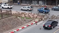 Maymunlar bir şehri istila etti: Kaçan kaçana