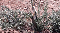 Vicdansızlar: Zeytin ağaçlarını kırıp attılar