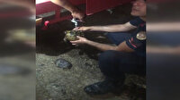 Orman yangınının ortasında kalan kaplumbağaya jandarma eli