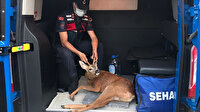 Yaralı karacaya jandarma şefkati
