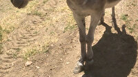 Ayakları telle bağlanıp ölüme terk edilen eşek köylülerce kurtarıldı