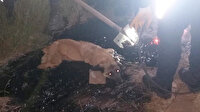 Zifte yapışan köpeği itfaiyeciler 2 saatte kurtardı