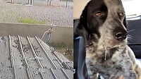 Civcivlerini kovalayan köpeği sopayla öldüresiye dövdü
