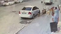 Sürü halinde gezen köpekler vatandaşa korku salıyor