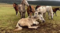 Ardahan'da ayağı kırılan yılkı atını diğer atlar yalnız bırakmadı