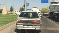 Dikkat! Araçta buzağı var