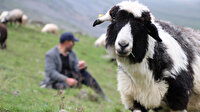 Karadeniz'in son sürü sahipleri: Meslek son demlerini yaşıyor