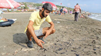 Hatay sahillerinde petrol kirliliği