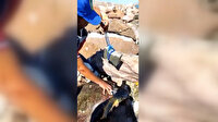 Parke taşı bağlanarak denize atılan Caretta Caretta uzun uğraşlar sonucu kurtarıldı