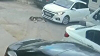 Sarıyer'de köpeği ezen sürücünün rahat tavırları pes dedirtti