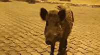 Muğla'da vatandaşın domuzla gülümseten diyaloğu: Birader ne var ne yok