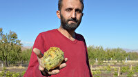 'Yetişmez' diyenlere inat bahçesinde Afrika kavunu yetiştirdi