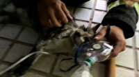 Yangından kurtarılan kedi oksijen maskesiyle hayata döndürüldü