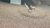 Fındık içinde çekilen ve tepki toplayan görüntülere açıklama: Yanlış anlaşılma oldu!