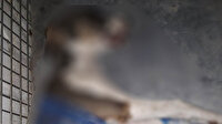 Kuşadası'nda kan donduran vahşet: Öldürdükleri dört köpekten birinin derisini yüzdüler