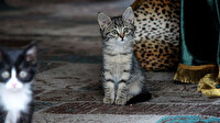 Kedi sevgisiyle bilinen 'Pisili Baba' merhametiyle yüzyıllardır dillerde