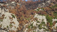 Muğla’da orman yangınları sonrası doğa küllerinden doğuyor