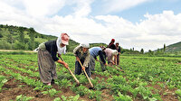 İklim krizine tarımsal planlama: Aşırı hava olayları üretimi olumsuz etkiliyor