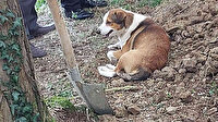 Düzce'de duygulandıran görüntü: Ölen kargo görevlisi toprağa verilirken köpeği mezarın başından ayrılmadı
