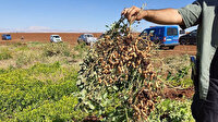 Adıyaman çiftçisi ilk kez yer fıstığını deniyor