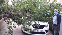 Şiddetli rüzgar ağaçları devirdi: Otomobiller zarar gördü