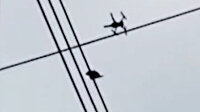 Peru'da dronelu güvercin kurtarma operasyonu kamerada