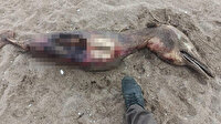 Sahilde parçalanmış hale bulunan gizemli canlı bakın ne çıktı