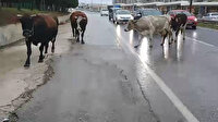 Büyükçekmece'de başıboş inekler trafiği birbirine katttı