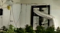 Antalya'da kiraladıkları villayı uyuşturucu serasına çevirdiler