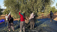 Dört bin yıllık zeytin çekirdekleri Kilisli kadınlara gelir kapısı oldu